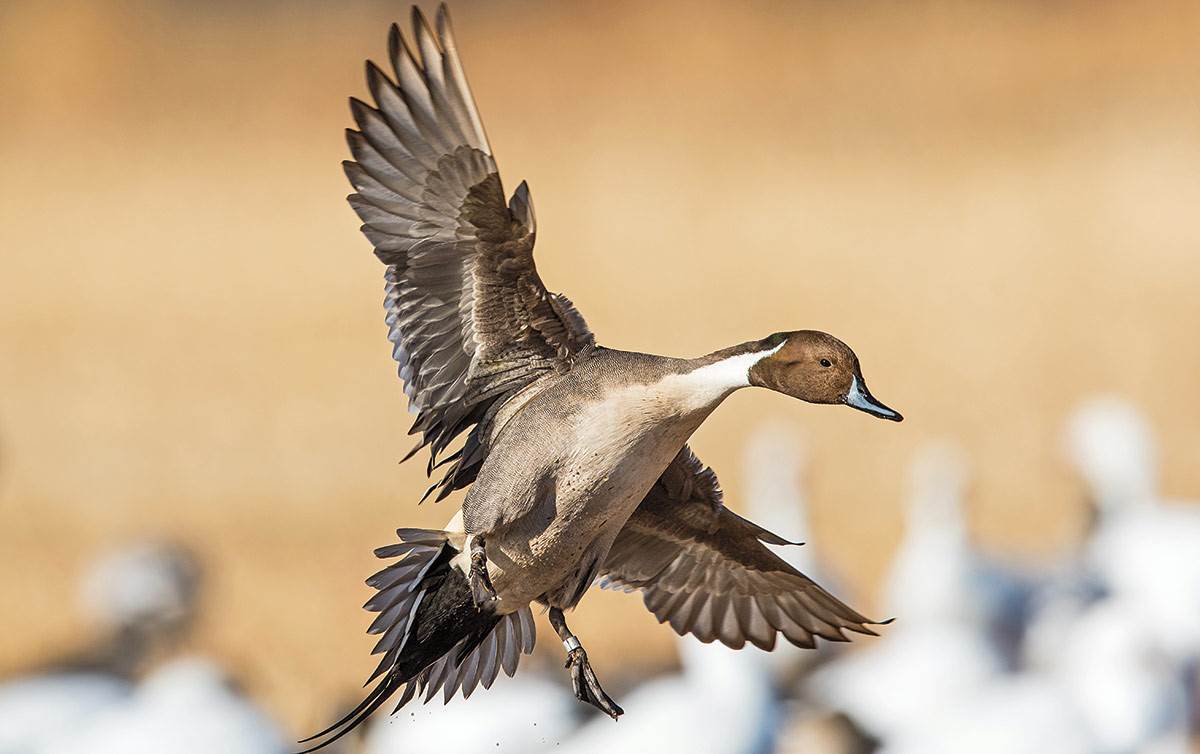 2022 DU Member Photo Contest Ducks Unlimited